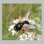 Mesembrina meridiana - Rinderfliege 06.jpg